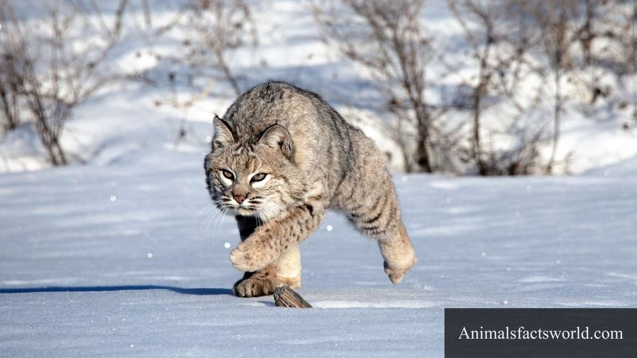animals that eat chickens