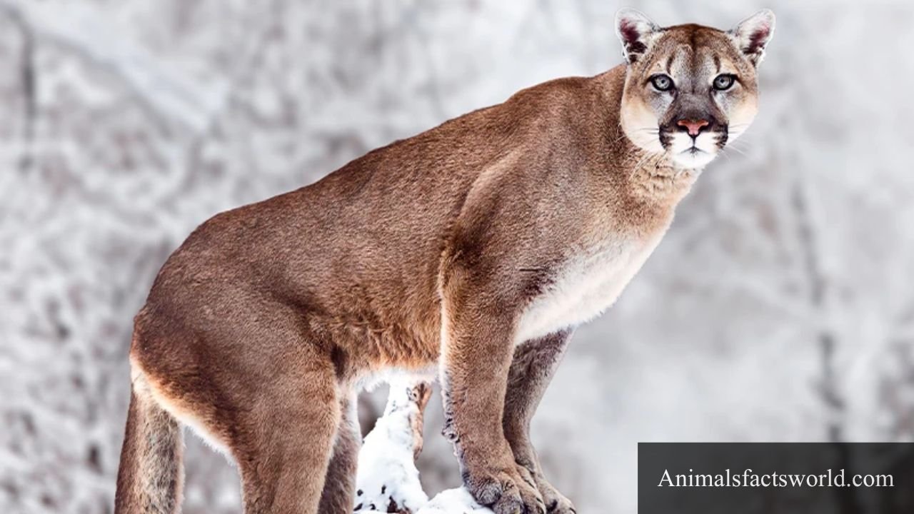 animals that eat coyotes