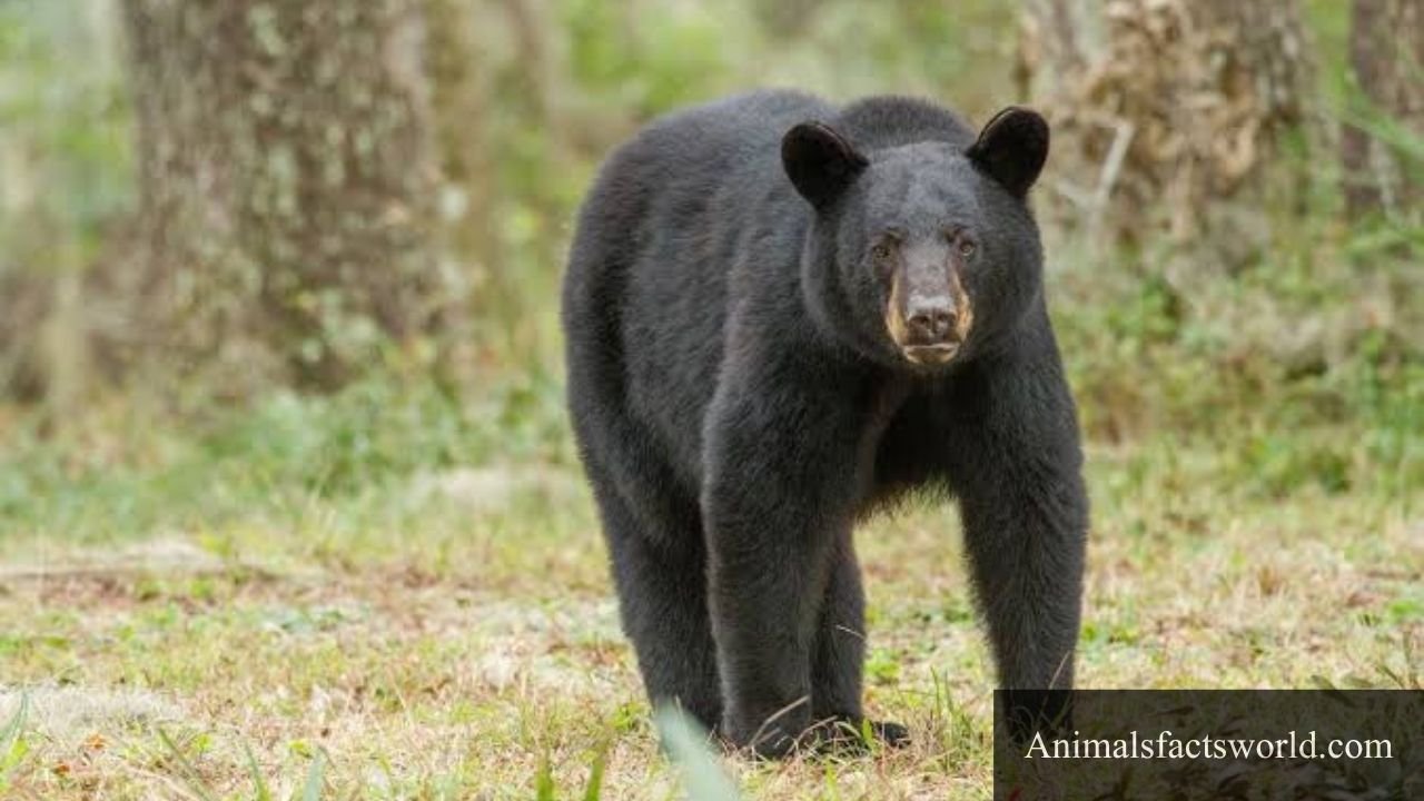 animals that eat foxes