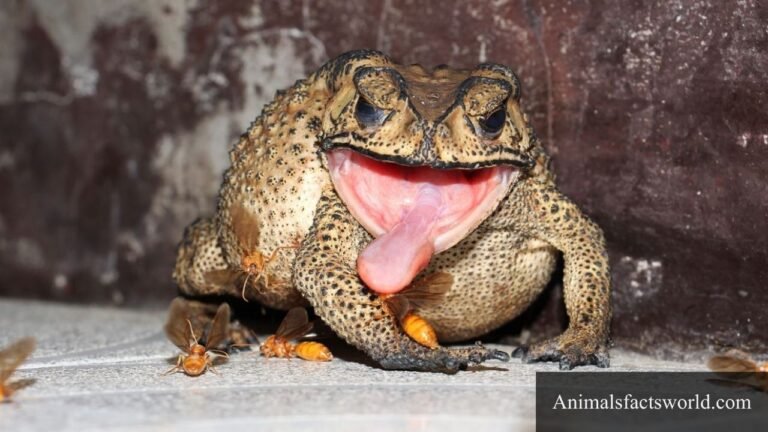 animals that eat roaches