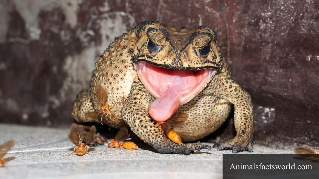 animals that eat roaches