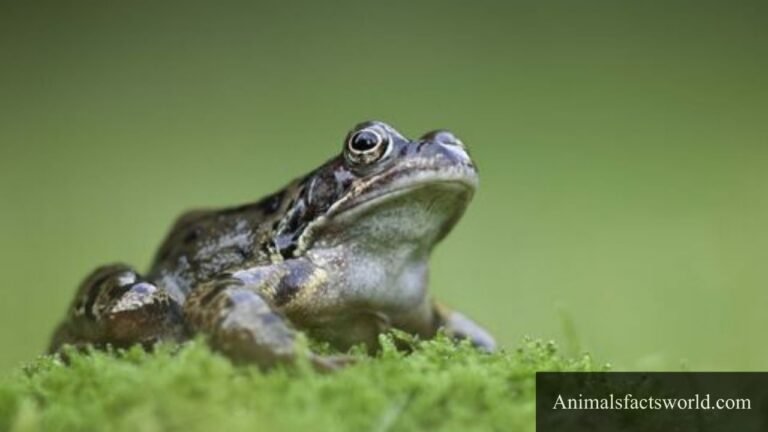 animals that eat snails