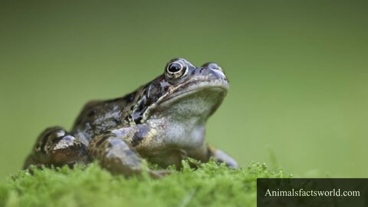 animals that eat snails