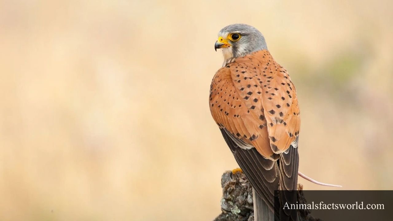 animals that eat wasps