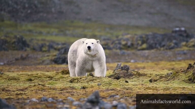animals that eat wolves