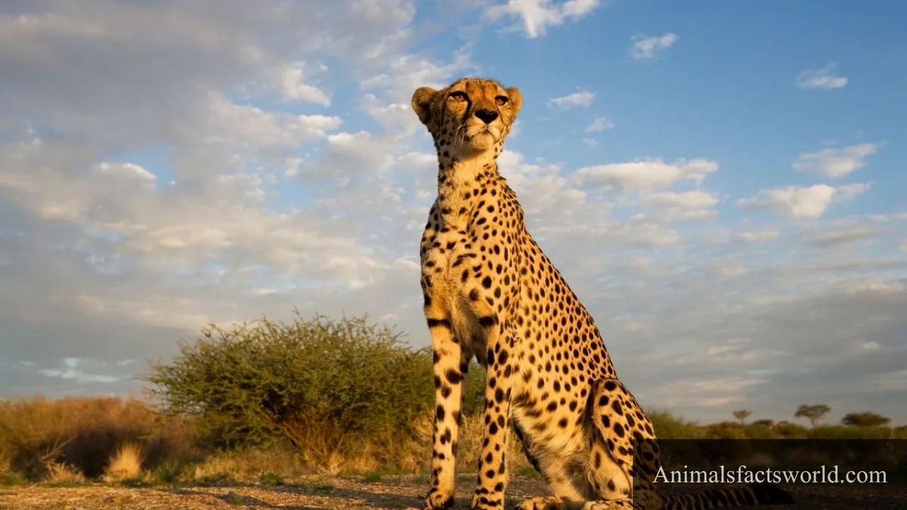 animals with paws